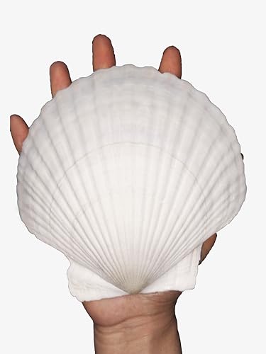 pengaihong 4PCS Large Natural Sea Shells for Crafts 5