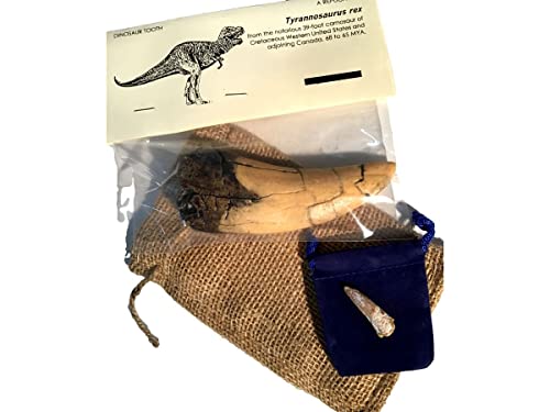 Dent de T-Rex authentique fossile de dinosaure pour cabinet de curiosité