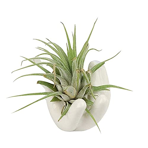 FABSELLER Soporte para plantas de aire, 1 paquete de cerámica pequeña en forma de mano, soporte para plantas de aire Tillandsia, contenedor blanco, macetas decorativas, macetas, plantas, estantes de