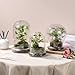 WHJY 6 inches Glass Cloche for Indoor Plants Small Terrarium Glass Cloche with Base Mini Cloche Dome with Base for Display Home Decor