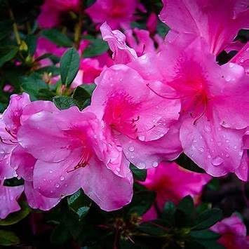 Autumn Royalty Reblooming EncoreAzalea – Live Purple Flowering Shrub – Reblooming Evergreen Azalea Bush for Garden, Hedge, or Container – Old Hardy (1 Gallon Plant)