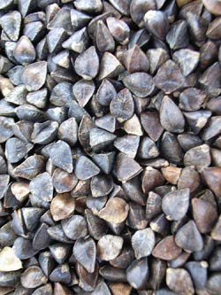 Y i΁j̎ 500g iybgpj _sgp