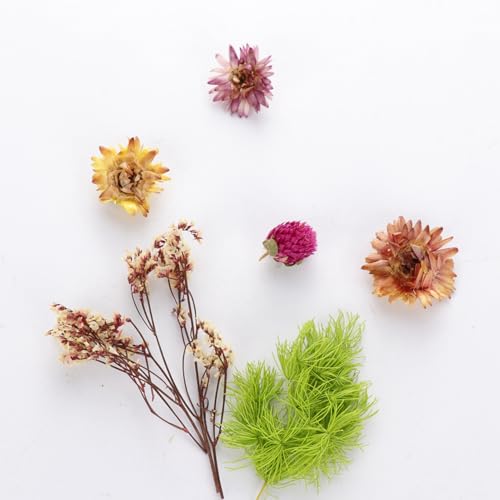 Flores secas surtidas para manualidades y decoración miniatura 3
