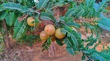 Image of Golden Bloom Thai Grafted Red Amla Fruit Plant And Tree