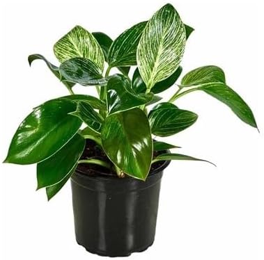 Spring Rose Souq Philodendron Barkin Indoor And Outdoor Plant - S2 10 X 10 X 10 Cm Multicolour Beauty