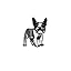 French Bulldogs
