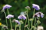 JustSeed Tauben-Skabiose/Scabiosa columbaria, Britische Wildblume, großes Päckchen, 1.000 Samen
