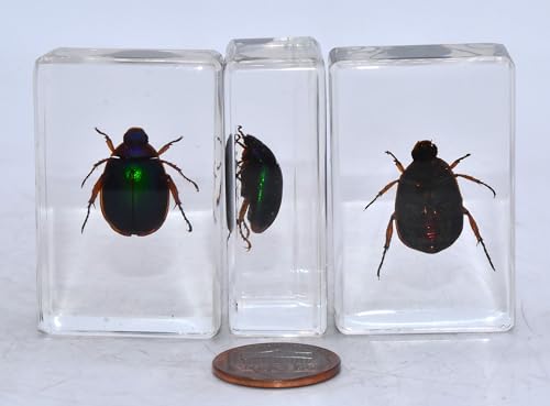 Image of 44mm Real Blue Green Christmas Beetle in Crystal Clear Lucite Resin Specimen Preserved Animal Insect Bug Taxidermy Collection for Biology Science Education & Desk Ornament Display