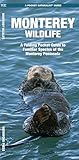 Monterey Wildlife (Nature Observation North America)