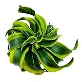 BubbleBlooms Dracaena Tornado 4 inch, Twisted Fragrans Rare Indoor Plant