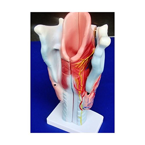 Modelo Anatomía profesional médico acupuntura humana Laringe it-037Angelus