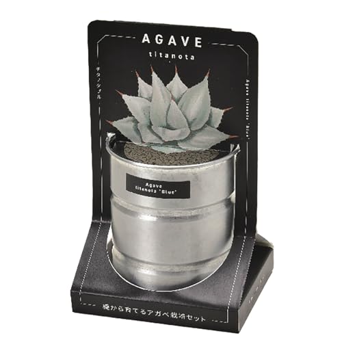 聖新陶芸 通年 家庭菜園 簡単 栽培キット サボテン チタノタブルー 栽培セット (自由研究) アガベ 直径約10×高さ16.5cm 多肉植物 オールインワン シルバー GD-101802