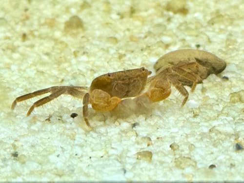 JungleAquashrimp Pom Pom Crab Juvenile 0.5'-0.75' Nano Crab Fish Live Arrival Freshwater Crab Fish...