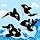 orca