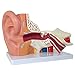 Axis Scientific Human Ear Model, 5 Times Enlarged 4 Dimensional Model with 3 Parts Showing Major Regions of The Ear – Includes Base, Detailed Product Manual