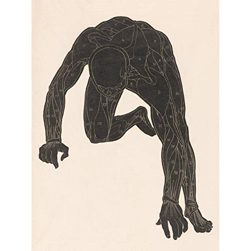 Stolk Anatomical Study Neck Arm Leg Muscles Man Unframed Wall Art Print Poster Home Decor Premium...