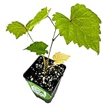 Delicious' Muscadine Grape Vine Live Plant - Vitis rotundifolia by Wellspring Gardens - Thriving Starter Plant...