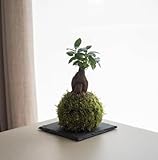 Kokedama Ficus Ginseng mini | Kokedama natural | Técnica japonesa | Bola de Musgo | Decoración | Hogar | Kokedama de interior | Fácil cuidado (Con una base de pizarra)