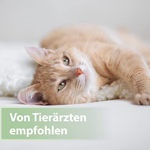 Felisept Zahnpflege Finger-Pads für Katzen 50 Stück - Fingerlinge für effektive Katzen Zahnpflege, Mundhygiene & frischen Atem, Reduziert Plaque, Zahnreiniger Katze