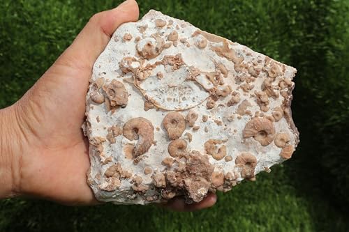 Image of Ammonites & Gastropods Plate Cretaceous Fossils Fossils from Morocco Fossil Rock ammonites Fossil from Morocco A193