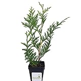 Sandys Nursery Online Thuja Green Giant Arborvitae Tree, 3 Inch Pot