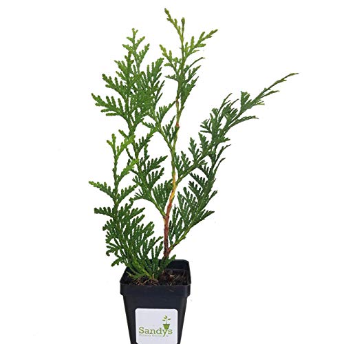 Sandys Nursery Online Thuja Green Giant Arborvitae Tree, 3 Inch Pot