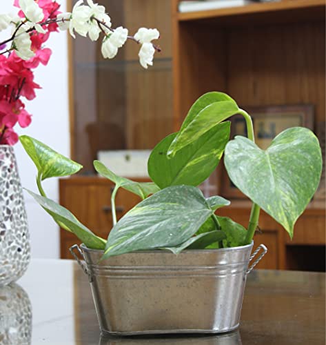 Hosley 3 Pack Of Galvanized Oval Planters 8 Inches Long (Handle To Handle) Ideal Farmhouse Decor For Weddings, Gift Special Events Parties Outdoor Planters W9 #TOP1