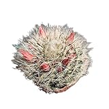 FOLIAGEMS Live Cactus Plants from USKC (2' Pot Mammillaria Bocasana)