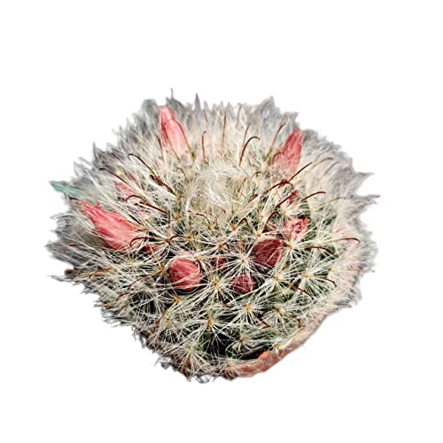 FOLIAGEMS Live Cactus Plants from USKC (2" Pot Mammillaria Bocasana)