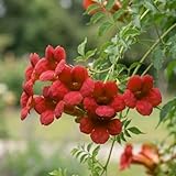 Dark Red Hummingbird Trumpet Vine Seeds Hardy Hummingbirds Love It jocad (20 Seeds)
