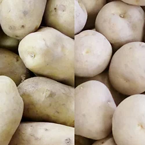  ؃Zbg j݂ 10kg kC [NC 10kg v 20kg LTCY kC Ⴊ 񂵂Ⴍ [NC  Zbg