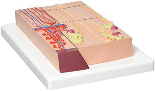 3B Scientific Menschliche Anatomie - Nephron mit Blutgefäßen, 120-fache Größe + kostenlose Anatomie App - 3B Smart Anatomy