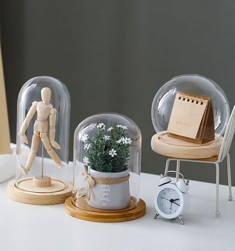 Cloche dôme en verre décorative pour sublimer vos plantes de salon
