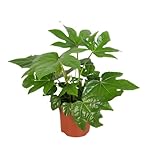 Zimmeraralie | Fatsia japonica | ca. 40-50 cm | ø 12-15 cm Topf | Pflegeleichte Zimmerpflanzen für Wohnung und Büro | Qualität vom Pflanzen Profi | Ideale Raumbegrünung