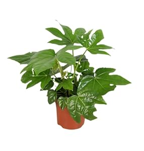 Zimmeraralie | Fatsia japonica | ca. 40-50 cm | ø 12-15 cm Topf | Pflegeleichte Zimmerpflanzen für Wohnung und Büro | Qualität vom Pflanzen Profi | Ideale Raumbegrünung