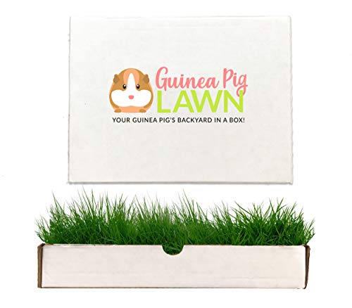 Guinea Pig Lawn Fresh Grass Lounging Mat - Perfect for Lounging Indoor/Outdoor - 12 in x 9 in - Multi-Use Natural and Disposable