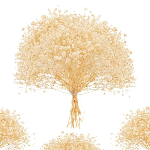 ForestM - ForestM 100PCS Dried Pressed Flowers, Natural Dried Gypsophila Mini Breath Flowers, Real Natural Dried Flower for Vase, Crafts, Resin Art Mini Mixed Floral Set for DIY, Scrapbooking, Wedding Card