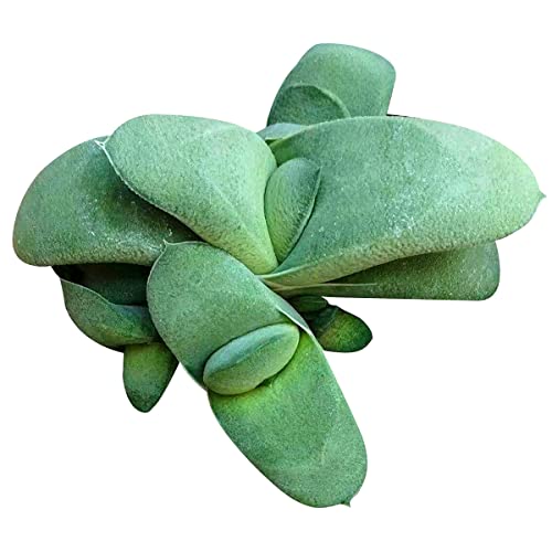Gasteria ‘Ox Tongue’ (2 Inch + Plastic Pot) - Live Succulent Plant, Easy Care Houseplant, Thick Textured Green Leaves, Pet Friendly Indoor Home Office Decor