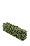 artplants