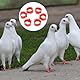 Joyzan Taubenringe, 100 Stück Taubenfußringe Vogel Bänder Kunststoff Geflügelbeinringe Taubenbeinringe Taubenbeine Geflügel Fußringe Hähnchen Brieftaubenfußring Taubenfußring Markierungsvogel 10mm