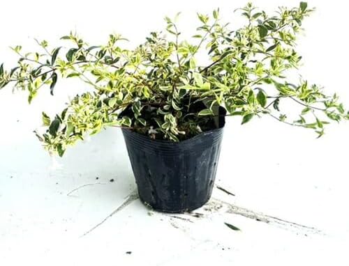 絞り咲きミツバツツジ 富士絞り 株立ち 約1.5m 現品発送 特大苗 植木