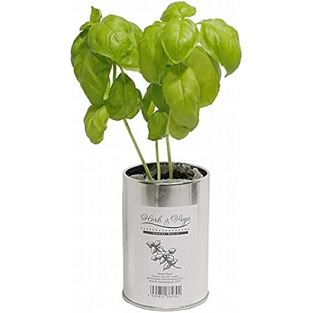 Amazon バジル栽培キット 缶 ガパオ ハーブ 缶で育てる フレッシュ 野菜栽培 ガーデニング ギフト 種 家庭菜園 パスタ ピザ 栽培キット オンライン通販