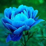 Bulbos De PeoníA Valor Muy Alto Para Ver,Flores JardíN,Flor Ornamental,Planta Rara,Bulbos PeoníA,Flores Corte Perfecto,Maceta Todo El AñO-3 Bulbos