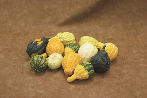 JustSeed Ornamental Fancy Warted Gourd Seeds, Mixed Colours, Decorative Autumn Display (10 Seeds)
