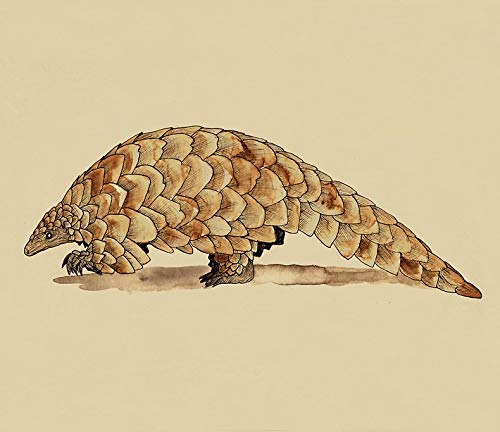Magnet Pangolin Car Magnetic Vinyl Bumper Sticker 5'' x 4''