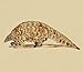Magnet Pangolin Car Magnetic Vinyl Bumper Sticker 5'' x 4''