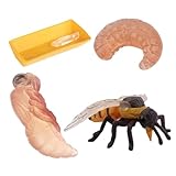 Namvo 4-teiliges Bienen-Lebenszyklus-Insektenfiguren-Set – Realistischer pädagogischer Adapter für das Lernen im Vorschulalter, Insekten-Wachstumszyklus-Modell, interaktive Lehrhilfe für
