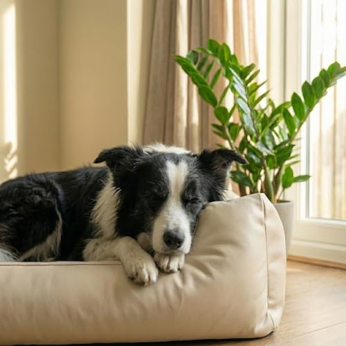 4L Textil Mario Hundebett Kunstleder - Formstabiler & Wasserfester Hundekorb für Große Hunde, Kratzfestes Hundesofa mit Abnehmbarem Bezug, Leicht Abwaschbar (120x90x25 cm, Beige)