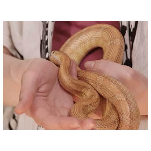 Speakeasy Sand Boa Club
