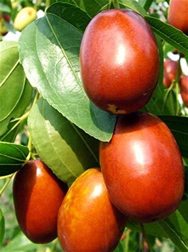 Green Paradise Exclusive Live Sweet Jujube Fruit Ber Plant Suitable For Bonsai Amazon In Garden Outdoors